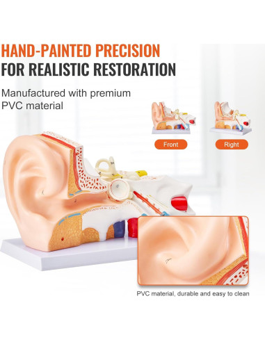 Modelo de Anatomía del Oído Humano Happybuy 5X PVC 3 Partes
