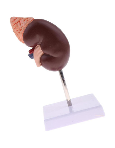 Modelo Anatómico de Riñón Educativo DAUZ PVC 14x12 cm