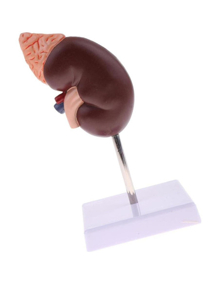Modelo Anatómico de Riñón Educativo DAUZ PVC 14x12 cm