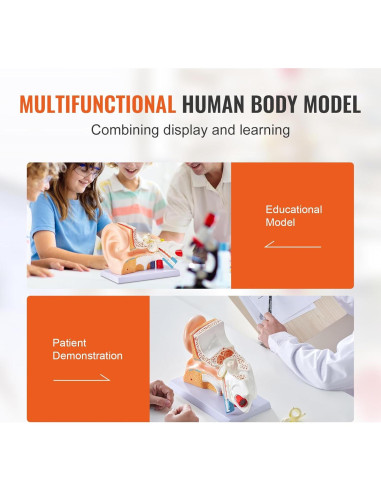 Modelo de Anatomía del Oído Humano Happybuy 5X PVC 3 Partes