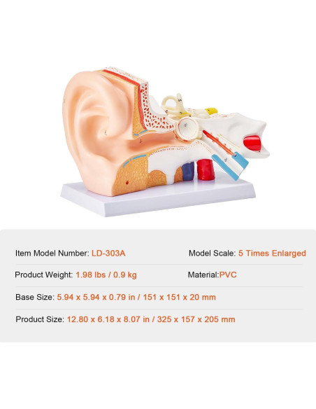 Modelo de Anatomía del Oído Humano Happybuy 5X PVC 3 Partes