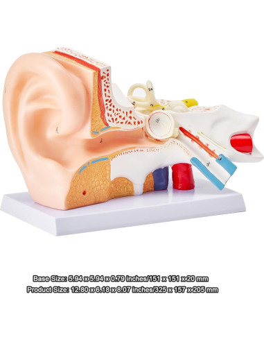 Modelo de Anatomía del Oído Humano Happybuy 5X PVC 3 Partes