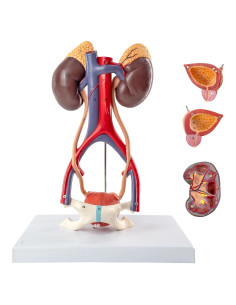 Modelo de Anatomía Urinaria Humana Benilev Desmontable