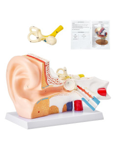 Modelo de Anatomía del Oído Humano VEVOR 5X PVC Educativo