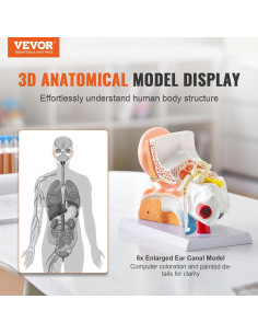 Modelo de Anatomía del Oído Humano VEVOR 5X PVC Educativo 2