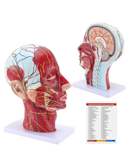 Modelo Anatómico Facial SKUMOD 33cm PVC Ecológico