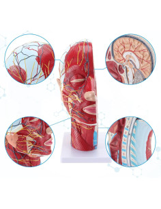 Modelo Anatómico Facial SKUMOD 33cm PVC Ecológico 2