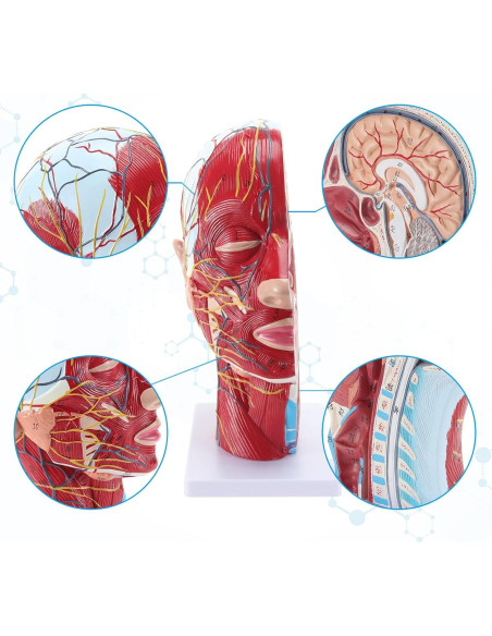 Modelo Anatómico Facial SKUMOD 33cm PVC Ecológico