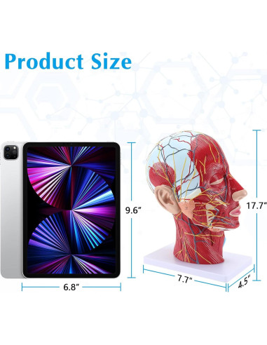 Modelo Anatómico Facial SKUMOD 33cm PVC Ecológico