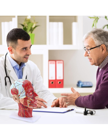 Modelo Anatómico Facial SKUMOD 33cm PVC Ecológico