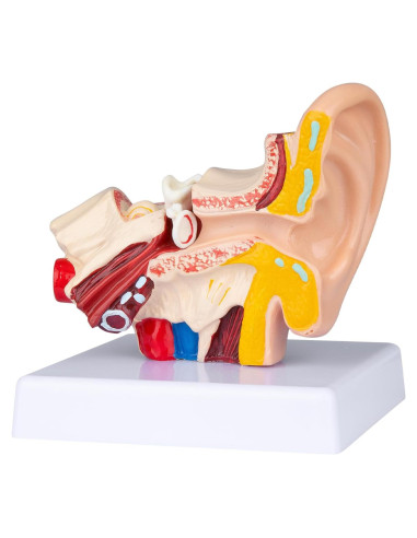 Modelo Anatómico 3D del Oído Humano Healthible 1.5x