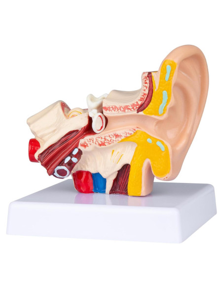 Modelo Anatómico 3D del Oído Humano Healthible 1.5x