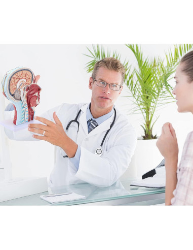 Modelo Anatómico Facial SKUMOD 33cm PVC Ecológico