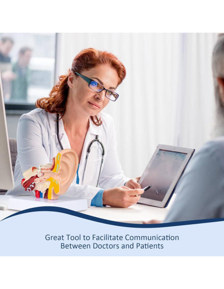 Modelo Anatómico 3D del Oído Humano Healthible 1.5x