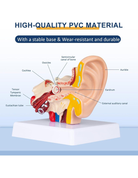 Modelo Anatómico 3D del Oído Humano Healthible 1.5x