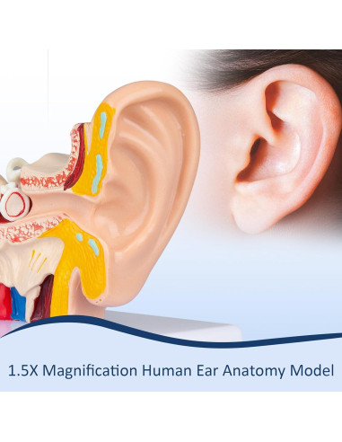 Modelo Anatómico 3D del Oído Humano Healthible 1.5x