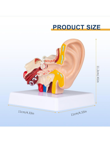 Modelo Anatómico 3D del Oído Humano Healthible 1.5x