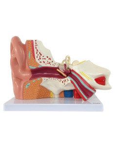 Modelo de Oído Humano Axis Scientific 5X 3 Partes
