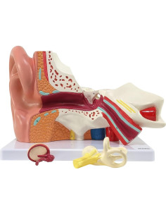 Modelo de Oído Humano Axis Scientific 5X 3 Partes 2