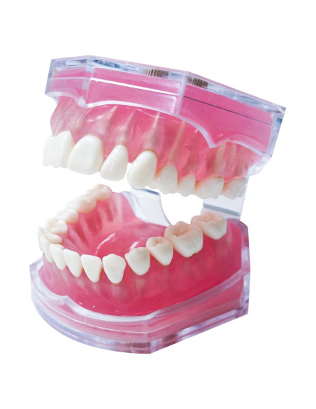 Modelo Dental Witbee con Dientes Removibles y Carcasa Transparente