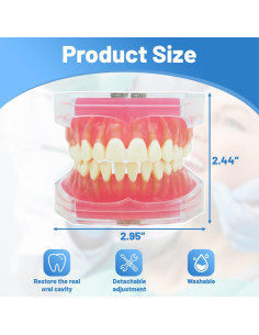Modelo Dental Witbee con Dientes Removibles y Carcasa Transparente 2