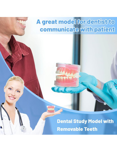 Modelo Dental Witbee con Dientes Removibles y Carcasa Transparente