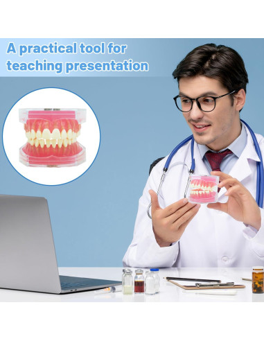 Modelo Dental Witbee con Dientes Removibles y Carcasa Transparente