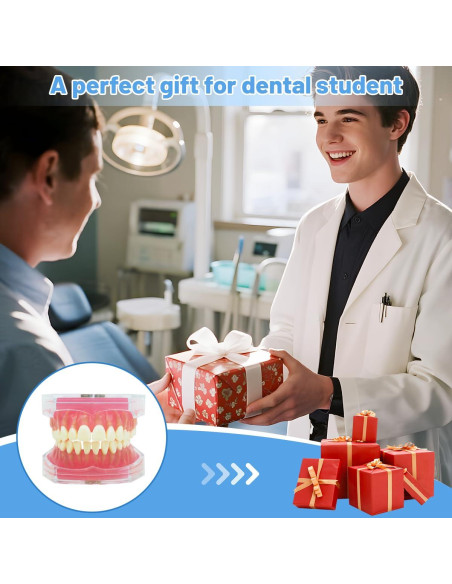 Modelo Dental Witbee con Dientes Removibles y Carcasa Transparente