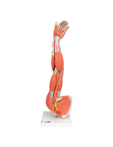 Brazo Musculoso Disecable 3B Scientific M10 - 6 partes