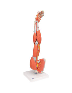 Brazo Musculoso Disecable 3B Scientific M10 - 6 partes 2