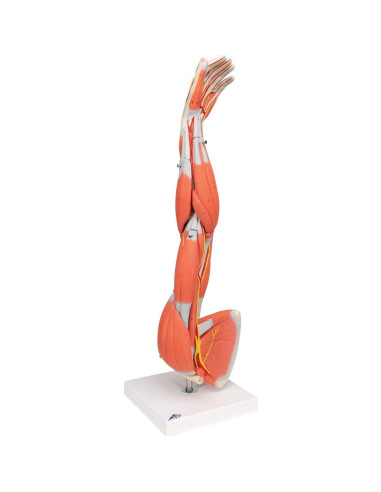 Brazo Musculoso Disecable 3B Scientific M10 - 6 partes