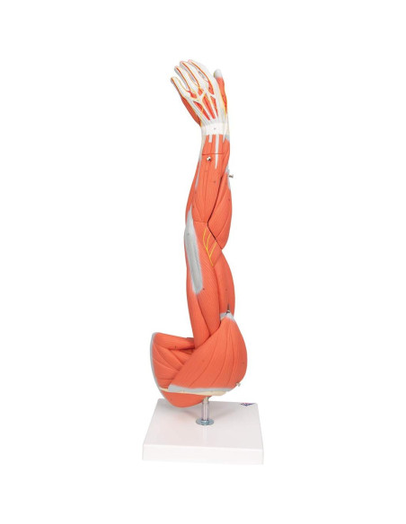 Brazo Musculoso Disecable 3B Scientific M10 - 6 partes