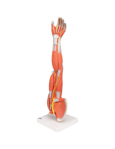 Brazo Musculoso Disecable 3B Scientific M10 - 6 partes