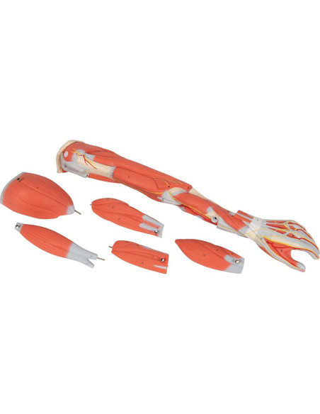 Brazo Musculoso Disecable 3B Scientific M10 - 6 partes