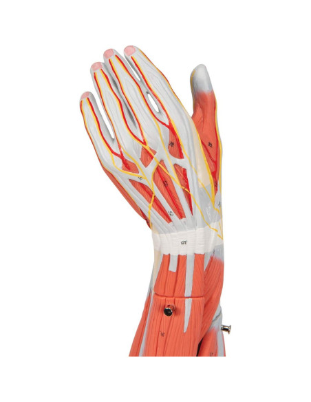 Brazo Musculoso Disecable 3B Scientific M10 - 6 partes
