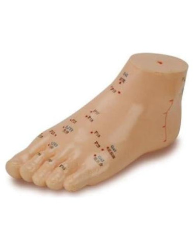 Modelo de Pie de Plástico K.S. Choi 12.7x6.6 cm Acupuntura