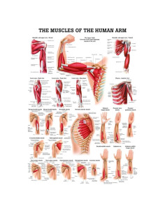 Gráfico Anatómico Laminado de Músculos del Brazo 42x50cm