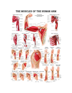 Gráfico Anatómico Laminado de Músculos del Brazo 42x50cm 2