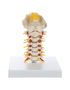 Columna Vertebral Cervical Flexible Rudiger Anatomie 24.9cm