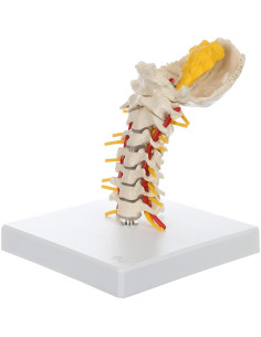Columna Vertebral Cervical Flexible Rudiger Anatomie 24.9cm 2