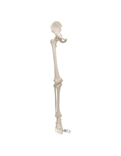 Esqueleto de Pierna A36 3B Scientific - Anatomía Inteligente