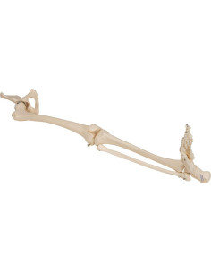 Esqueleto de Pierna A36 3B Scientific - Anatomía Inteligente 2