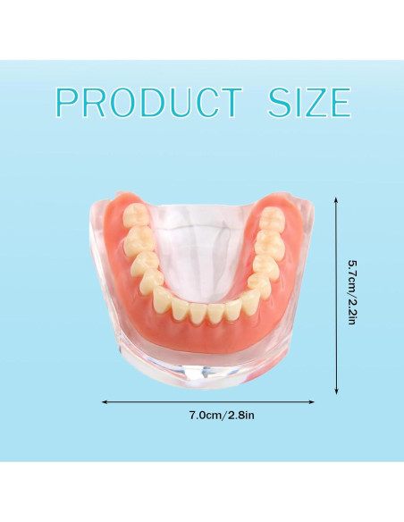 Modelo Dental Sobredentadura Desmontable Kouyot - Mandíbula Inferior