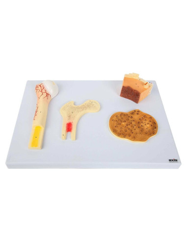 Modelo Estructura Ósea Humana Axis Scientific A-109186 42x30cm
