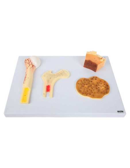 Modelo Estructura Ósea Humana Axis Scientific A-109186 42x30cm