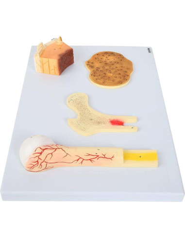 Modelo Estructura Ósea Humana Axis Scientific A-109186 42x30cm
