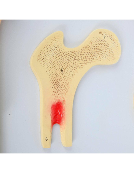Modelo Estructura Ósea Humana Axis Scientific A-109186 42x30cm