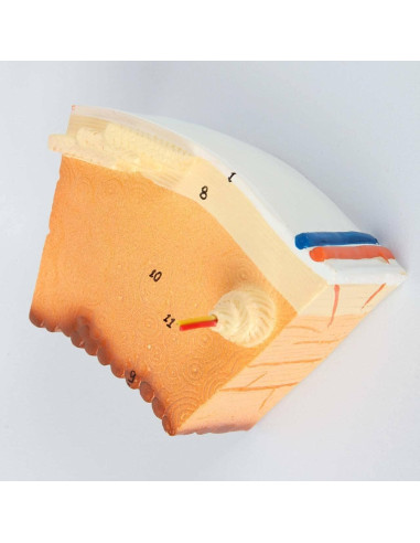 Modelo Estructura Ósea Humana Axis Scientific A-109186 42x30cm