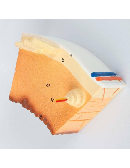 Modelo Estructura Ósea Humana Axis Scientific A-109186 42x30cm