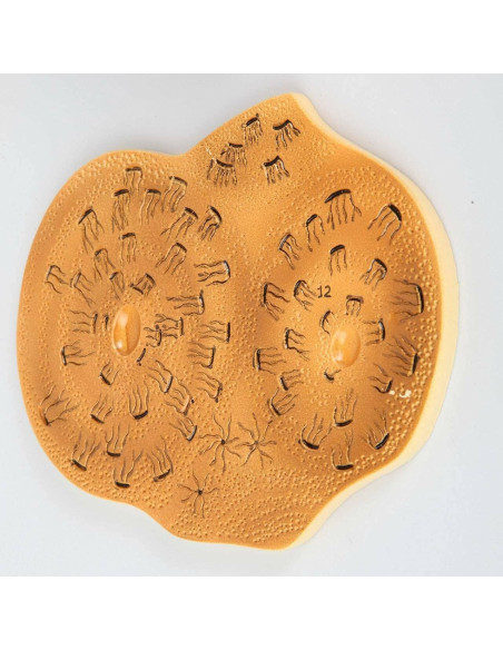 Modelo Estructura Ósea Humana Axis Scientific A-109186 42x30cm